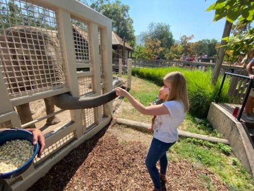 A girl feeds an elephant through a fence while holding a baby, with a crowd and greenery in the background.