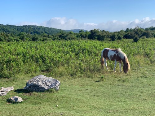 A horse grazes in a lush green field with rolling hills and a clear blue sky in the background.