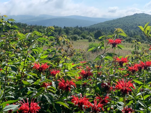 Vibrant red flowers in the foreground with a lush green landscape and mountains under a partly cloudy sky in the background.