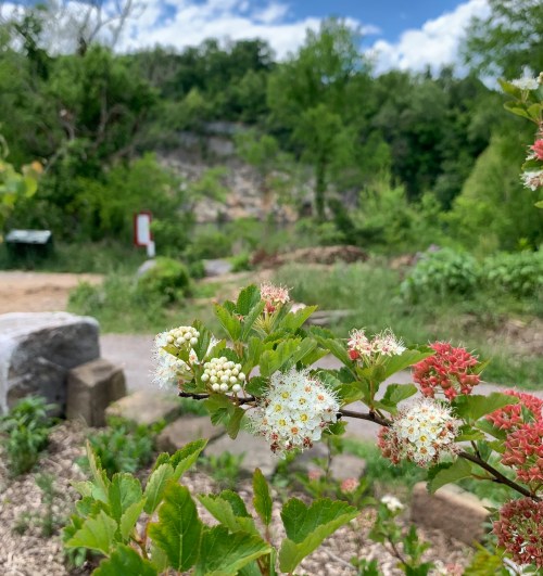 A close-up of white and red flowers with green foliage, set against a blurred natural background of trees and a rocky area.