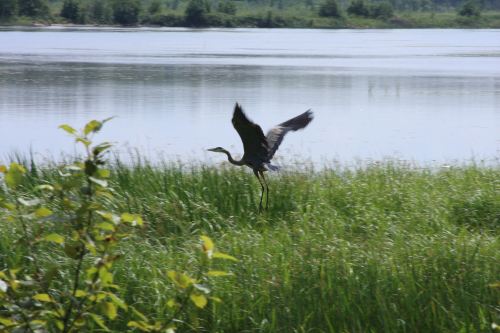 A heron takes flight over a grassy wetland, with a calm water backdrop and lush greenery surrounding the scene.