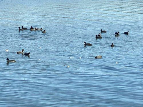 A group of ducks and coots swimming in a calm blue lake under clear skies.