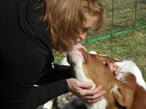 A woman gently kisses a calf while kneeling on grass, showing a moment of affection between them.