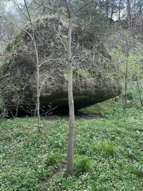 A large boulder rests on the ground, surrounded by greenery and small trees in a forested area.