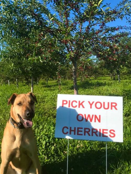 A dog sits beside a sign that reads "Pick Your Own Cherries" in a cherry orchard under a clear blue sky.