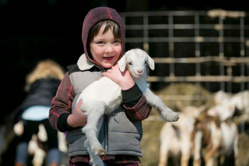 A smiling child holds a small white goat, surrounded by other goats in a farm setting.