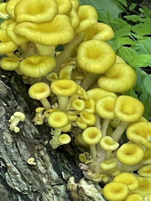 A cluster of bright yellow mushrooms growing on a tree trunk, surrounded by green foliage.