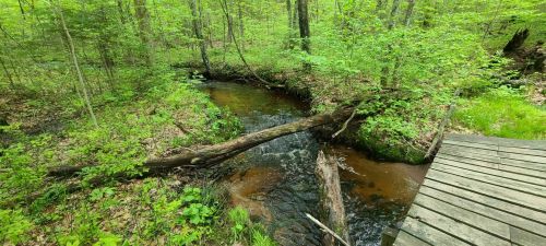 A serene forest scene with a small stream flowing through lush greenery and a wooden platform nearby.