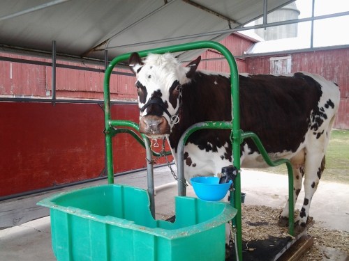 A black and white dairy cow stands in a barn, secured in a milking stall with a green trough nearby.