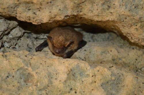 A small bat resting in a rocky crevice, partially hidden among the stone.