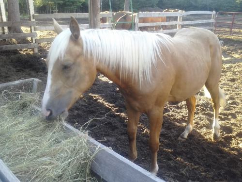 A light-colored horse with a long mane stands near a feeding trough, eating hay in a barn setting.