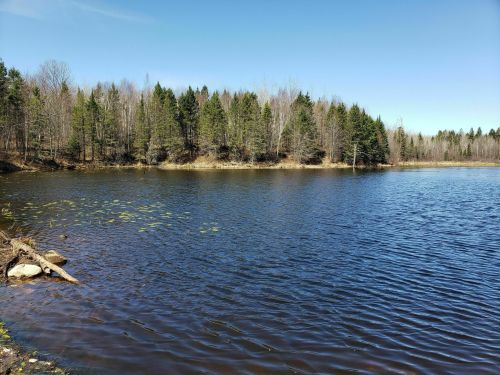 A serene lake surrounded by trees under a clear blue sky, with gentle ripples on the water's surface.