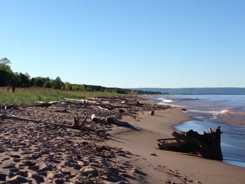 A sandy beach with driftwood, grass, and calm water under a clear blue sky.
