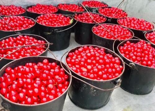 A collection of black buckets filled to the brim with bright red cherries.
