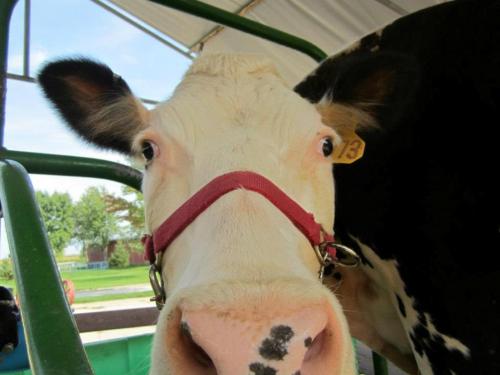 Close-up of a cow's face with a red halter, set against a farm backdrop with green grass and blue sky.