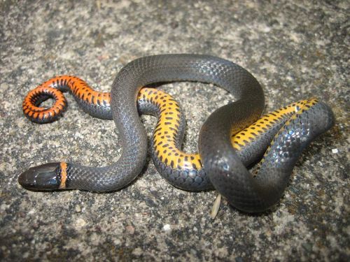 A colorful snake with black, orange, and yellow patterns resting on a textured surface.
