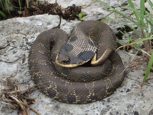 A coiled snake resting on a rocky surface, blending with its natural surroundings.