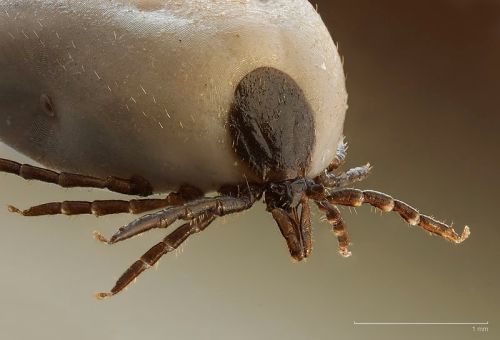Close-up of a tick, showing its body and legs, with a scale bar indicating 1 mm for size reference.