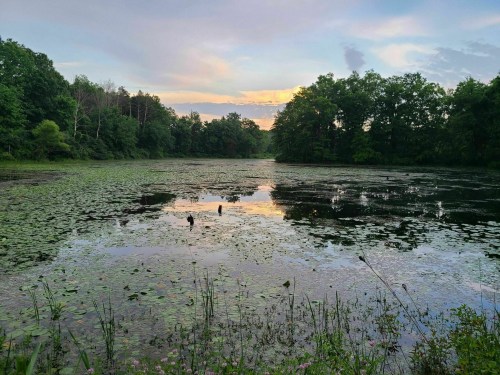 A serene pond surrounded by lush greenery, reflecting a colorful sunset in the water.