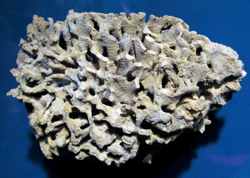 A porous, textured rock with intricate patterns, displayed against a blue background.