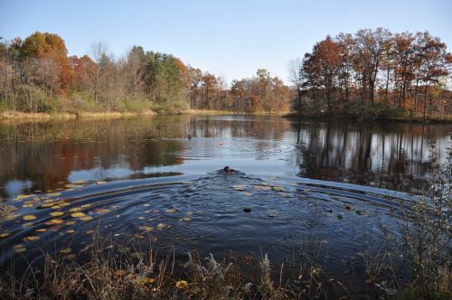 A serene pond surrounded by autumn trees, with ripples in the water and lily pads visible.