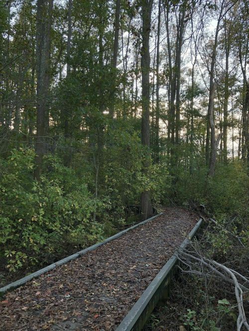 A wooden path winding through a lush forest with trees and scattered leaves, illuminated by soft sunlight.