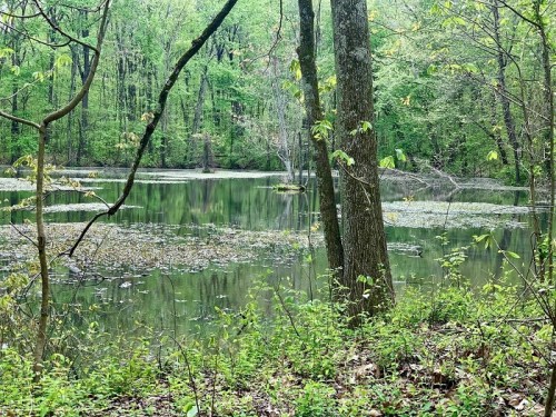 A serene forest scene featuring a calm pond surrounded by lush greenery and trees.