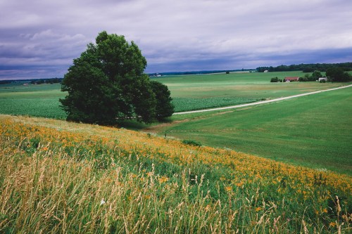 A lush green landscape with a large tree, fields, and a winding path under a cloudy sky.