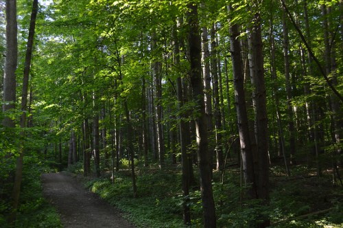 A serene forest path surrounded by tall trees and lush green foliage.