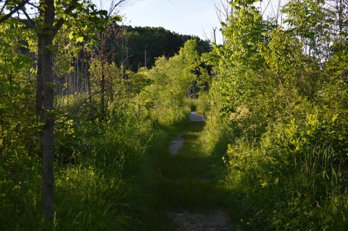 A narrow path winds through lush greenery and trees, leading into a serene natural landscape.