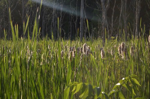 A sunlit marsh with tall green grasses and fluffy cattails in the foreground, surrounded by bare trees in the background.