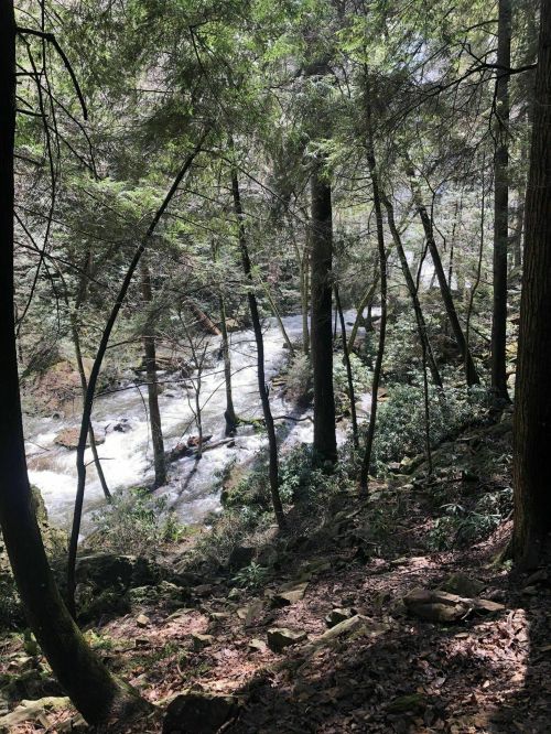 A serene forest scene with a flowing river, surrounded by tall trees and lush greenery. Sunlight filters through the leaves.