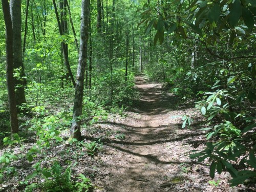A winding dirt path through a lush green forest, surrounded by trees and vibrant foliage.