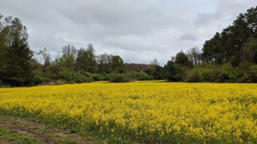 A vibrant yellow flower field stretches under a cloudy sky, surrounded by trees and greenery.