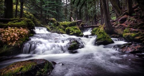 A serene forest scene featuring a flowing stream over moss-covered rocks, surrounded by lush greenery.