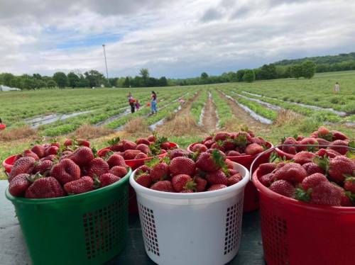 Baskets of freshly picked strawberries in the foreground, with a strawberry field and cloudy sky in the background.