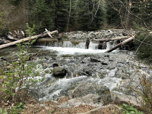A serene stream flows over rocks and logs, surrounded by lush greenery and trees in a tranquil forest setting.
