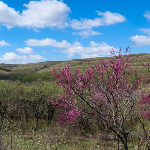 A scenic landscape featuring rolling green hills and blooming pink trees under a bright blue sky.