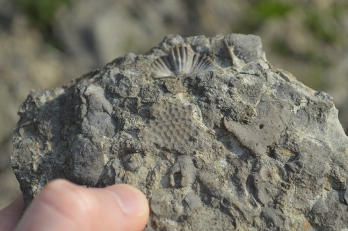 A hand holding a rock with visible fossil imprints, including shell and textured patterns.