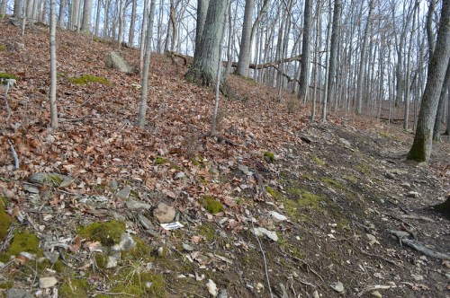 A forested hillside covered in dry leaves, moss, and scattered rocks, with bare trees in the background.