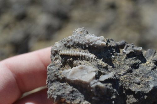 A hand holding a rock with fossilized remains, featuring a distinct, elongated fossil embedded in it.