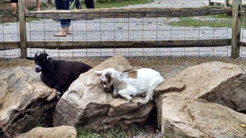 Two goats resting on large rocks in a fenced area, with a gravel path and people in the background.
