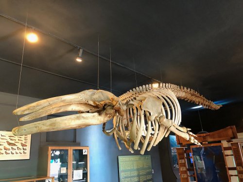 A suspended whale skeleton displayed in a museum, showcasing its ribcage and elongated skull.