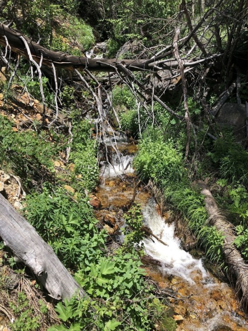 A small, flowing stream surrounded by lush greenery and fallen branches in a forested area.