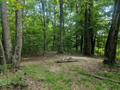 A serene forest scene with tall trees and a small clearing featuring a fire pit surrounded by greenery.