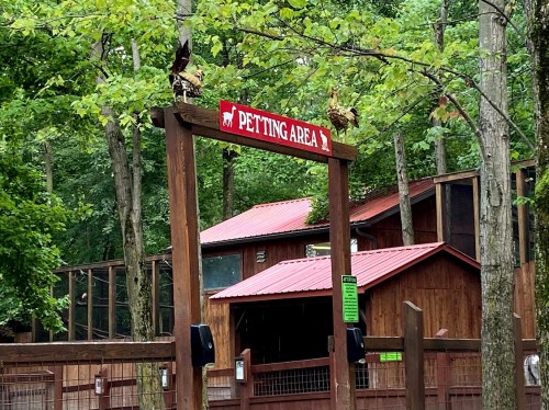A sign reading "Petting Area" with birds perched on top, surrounded by trees and wooden structures in a zoo setting.