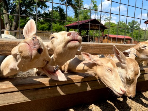 Four goats with their heads poking through a wooden fence, enjoying the sunny day at a farm.