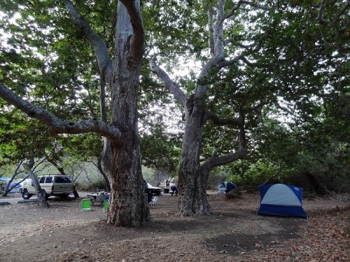 A campsite with large trees, tents, and a parked vehicle in a natural setting.
