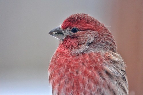 Close-up of a red bird with a rounded head and a short beak, featuring soft feathers and a blurred background.