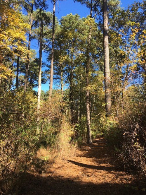 A sunlit forest path surrounded by tall trees and vibrant autumn foliage.